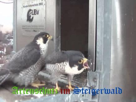 Copyright AiS / Wörner Bild zum Eintrag (27633-160)