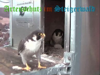 Copyright AiS / Wörner Bild zum Eintrag (27650-160)