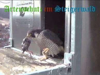 Copyright AiS / Wörner Bild zum Eintrag (27651-160)