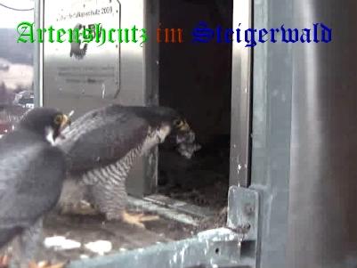 Copyright AiS / Wörner Bild zum Eintrag (27653-160)