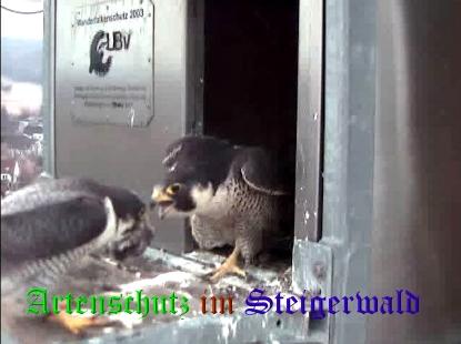 Copyright AiS / Wörner Bild zum Eintrag (27666-160)