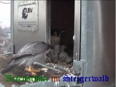 Copyright AiS / Wörner Bild zum Eintrag (27672-160)