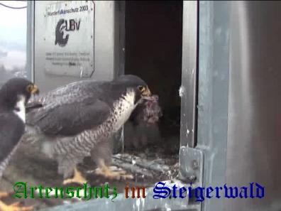 Copyright AiS / Wörner Bild zum Eintrag (27678-160)