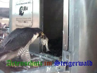 Copyright AiS / Wörner Bild zum Eintrag (27683-160)