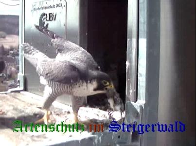 Copyright AiS / Wörner Bild zum Eintrag (27687-160)