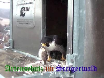 Copyright AiS / Wörner Bild zum Eintrag (27692-160)