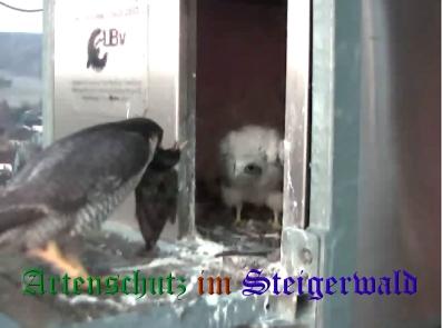 Copyright AiS / Wörner Bild zum Eintrag (27720-160)