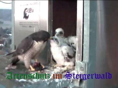 Copyright AiS / Wörner Bild zum Eintrag (27721-160)