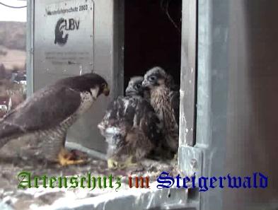 Copyright AiS / Wörner Bild zum Eintrag (27739-160)