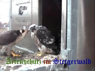 Copyright AiS / Wörner Bild zum Eintrag (27740-160)