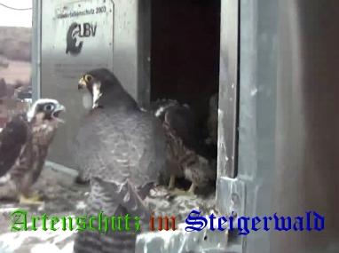 Copyright AiS / Wörner Bild zum Eintrag (27744-160)