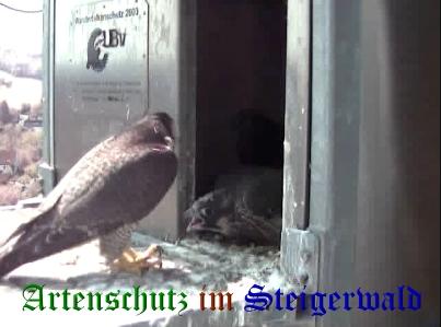 Copyright AiS / Wörner Bild zum Eintrag (27746-160)