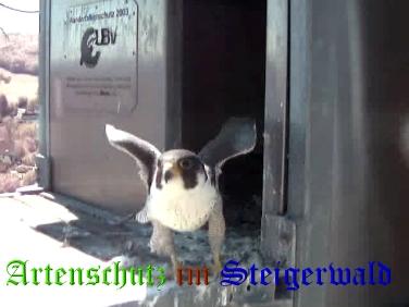 Copyright AiS / Wörner Bild zum Eintrag (27752-160)