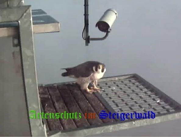 Copyright AiS / Wörner Bild zum Eintrag (27783-160)