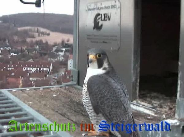 Copyright AiS / 2009 Wörner Bild zum Eintrag (29941-160)