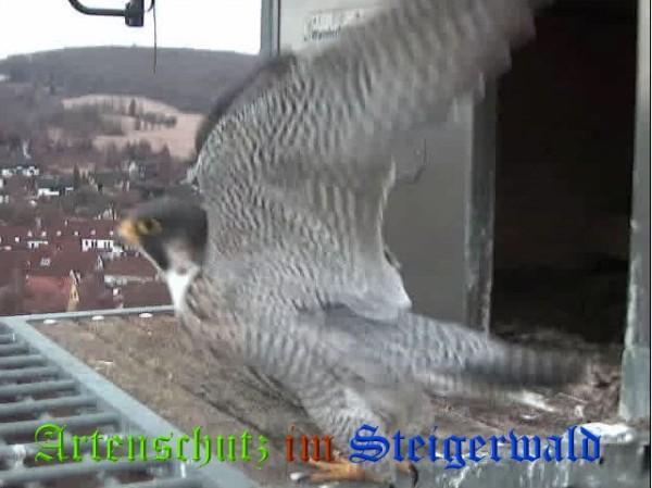 Copyright AiS / 2009 Wörner Bild zum Eintrag (29942-160)