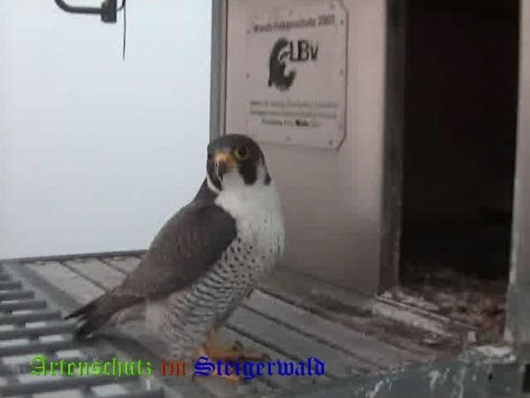 Copyright AiS / 2009 Wörner Bild zum Eintrag (29944-160)