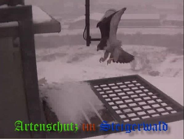 Copyright AiS / 2009 Wörner Bild zum Eintrag (29960-160)