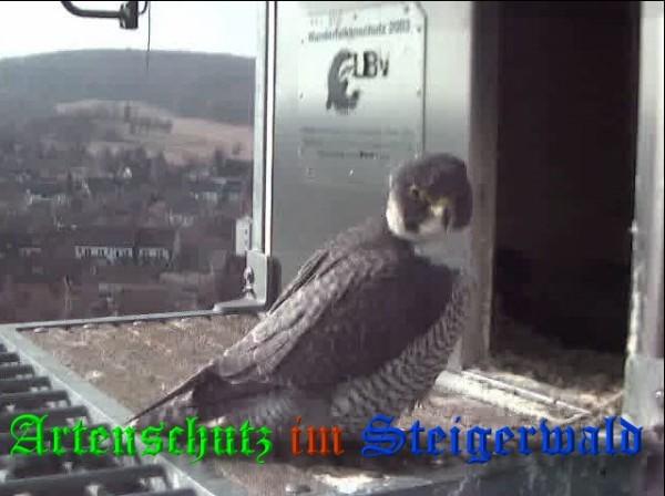 Copyright AiS / 2009 Wörner Bild zum Eintrag (29965-160)