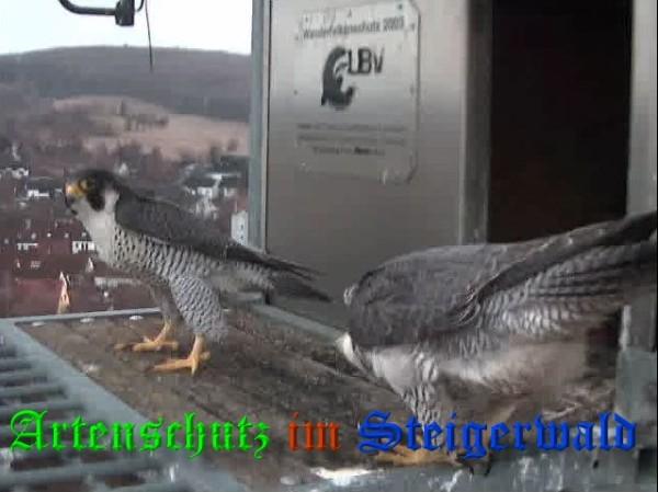 Copyright AiS / 2009 Wörner Bild zum Eintrag (29966-160)