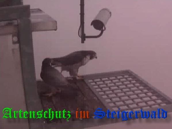Copyright AiS / 2009 Wörner Bild zum Eintrag (29968-160)