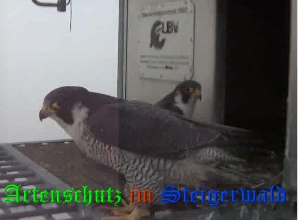 Copyright AiS / 2009 Wörner Bild zum Eintrag (29969-160)