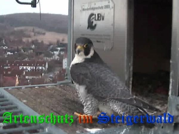 Copyright AiS / 2009 Wörner Bild zum Eintrag (29970-160)