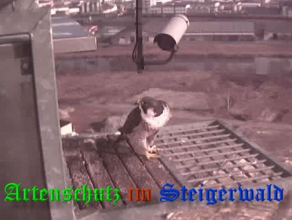 Copyright AiS / 2009 Wörner Bild zum Eintrag (29974-160)