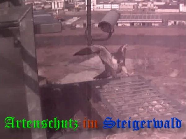 Copyright AiS / 2009 Wörner Bild zum Eintrag (29977-160)