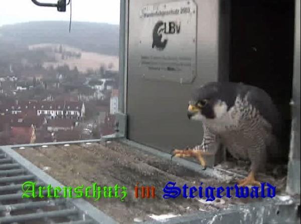 Copyright AiS / 2009 Wörner Bild zum Eintrag (29986-160)