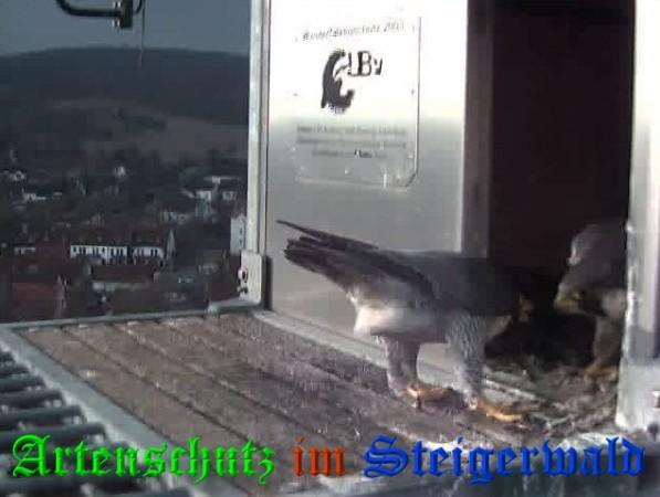 Copyright AiS / 2009 Wörner Bild zum Eintrag (29992-160)