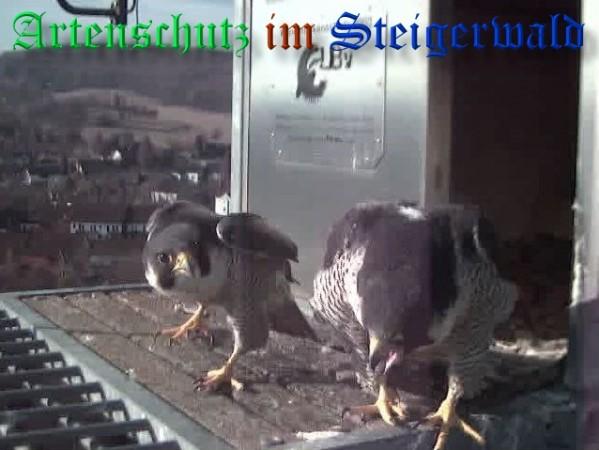 Copyright AiS / 2009 Wörner Bild zum Eintrag (30030-160)
