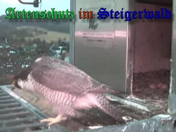Copyright AiS / 2009 Wörner Bild zum Eintrag (30033-160)
