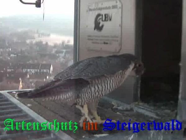 Copyright AiS / 2009 Wörner Bild zum Eintrag (30051-160)