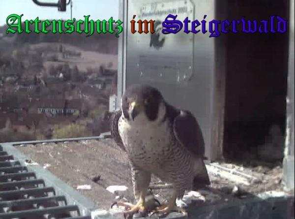 Copyright AiS / 2009 Wörner Bild zum Eintrag (30054-160)