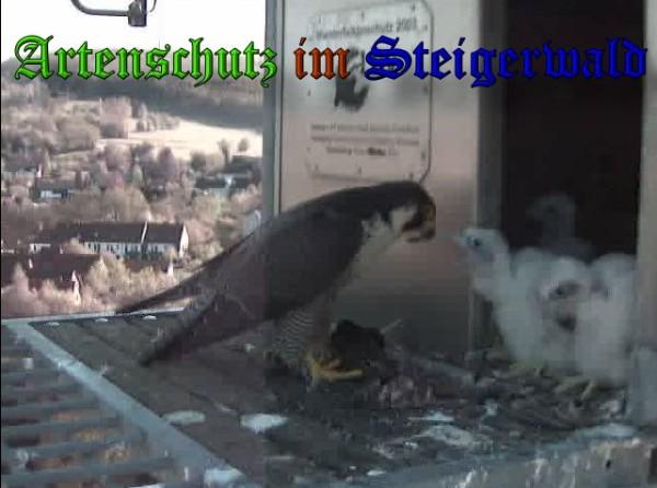 Copyright AiS / 2009 Wörner Bild zum Eintrag (30055-160)