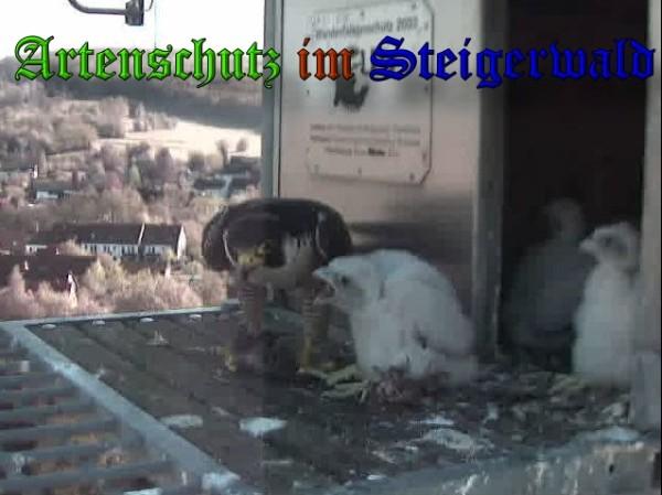 Copyright AiS / 2009 Wörner Bild zum Eintrag (30056-160)