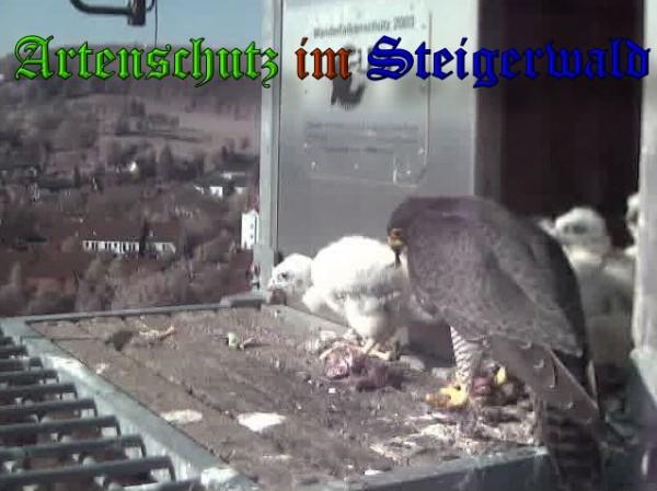 Copyright AiS / 2009 Wörner Bild zum Eintrag (30057-160)