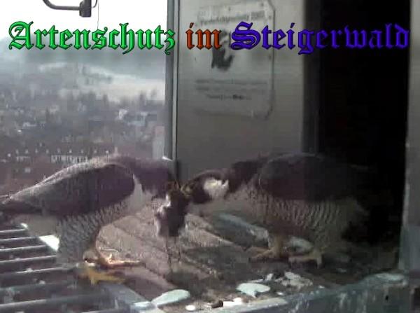 Copyright AiS / 2009 Wörner Bild zum Eintrag (30062-160)
