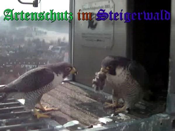 Copyright AiS / 2009 Wörner Bild zum Eintrag (30063-160)