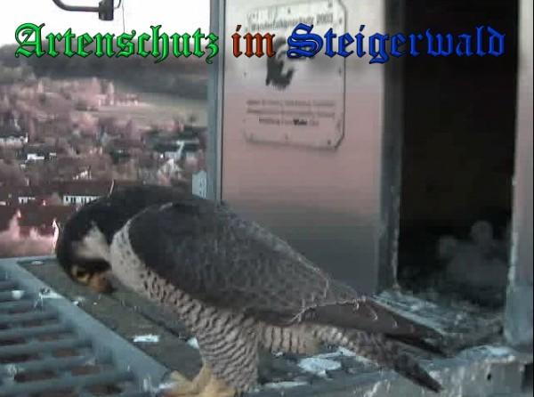 Copyright AiS / 2009 Wörner Bild zum Eintrag (30066-160)
