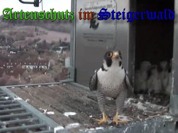 Copyright AiS / 2009 Wörner Bild zum Eintrag (30069-160)