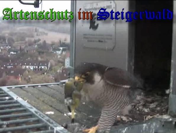 Copyright AiS / 2009 Wörner Bild zum Eintrag (30072-160)