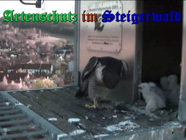 Copyright AiS / 2009 Wörner Bild zum Eintrag (30074-160)