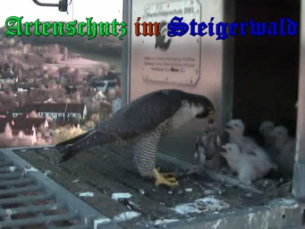 Copyright AiS / 2009 Wörner Bild zum Eintrag (30075-160)