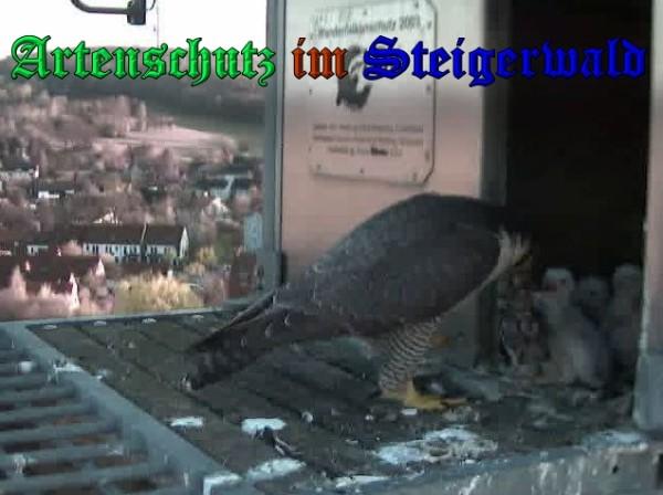 Copyright AiS / 2009 Wörner Bild zum Eintrag (30076-160)