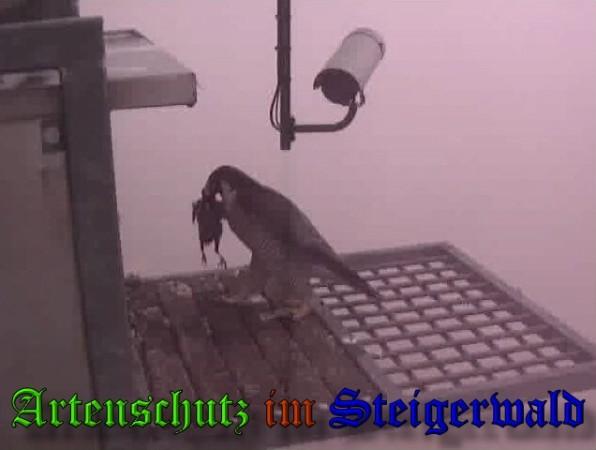 Copyright AiS / 2009 Wörner Bild zum Eintrag (30077-160)