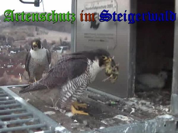 Copyright AiS / 2009 Wörner Bild zum Eintrag (30087-160)