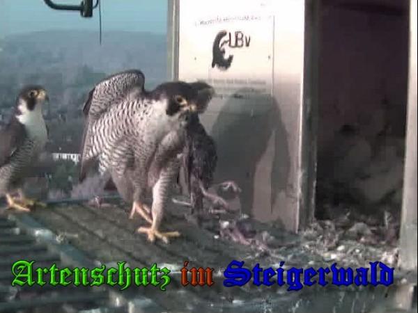 Copyright AiS / 2009 Wörner Bild zum Eintrag (30097-160)