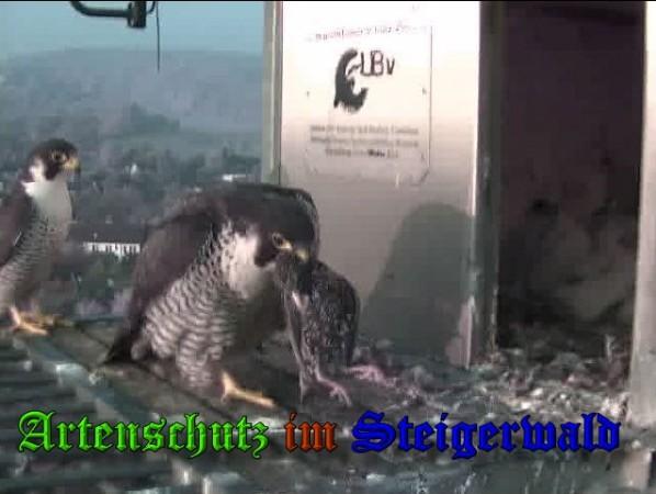 Copyright AiS / 2009 Wörner Bild zum Eintrag (30098-160)